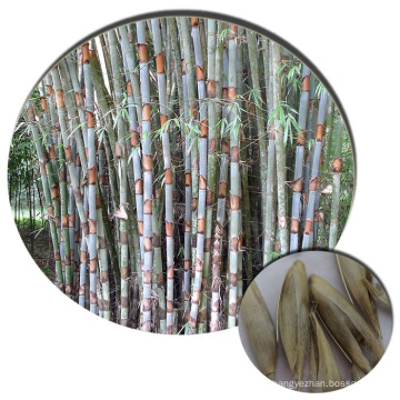 2020 New Arrival Tropical plant Cephalostachyum pergracile Tinwa Bamboo Seeds